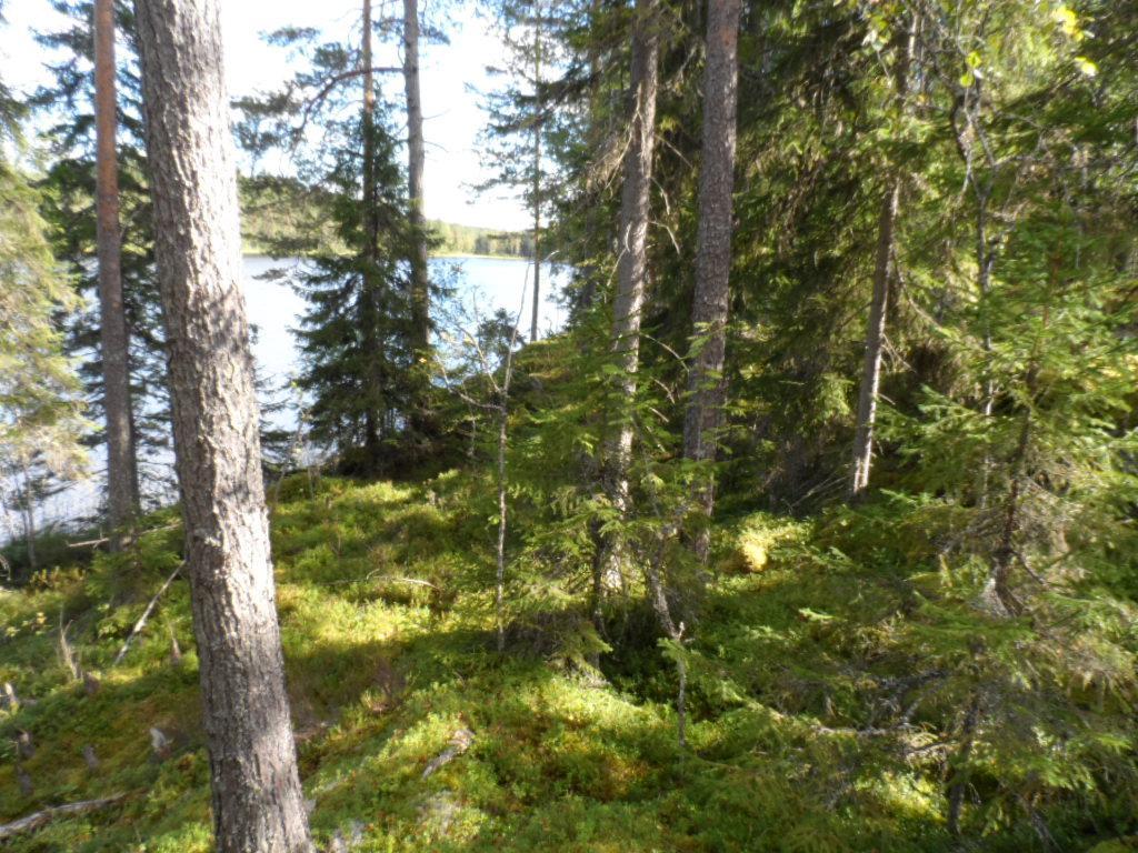 Kesäisen havumetsän takana avautuu järvimaisema.