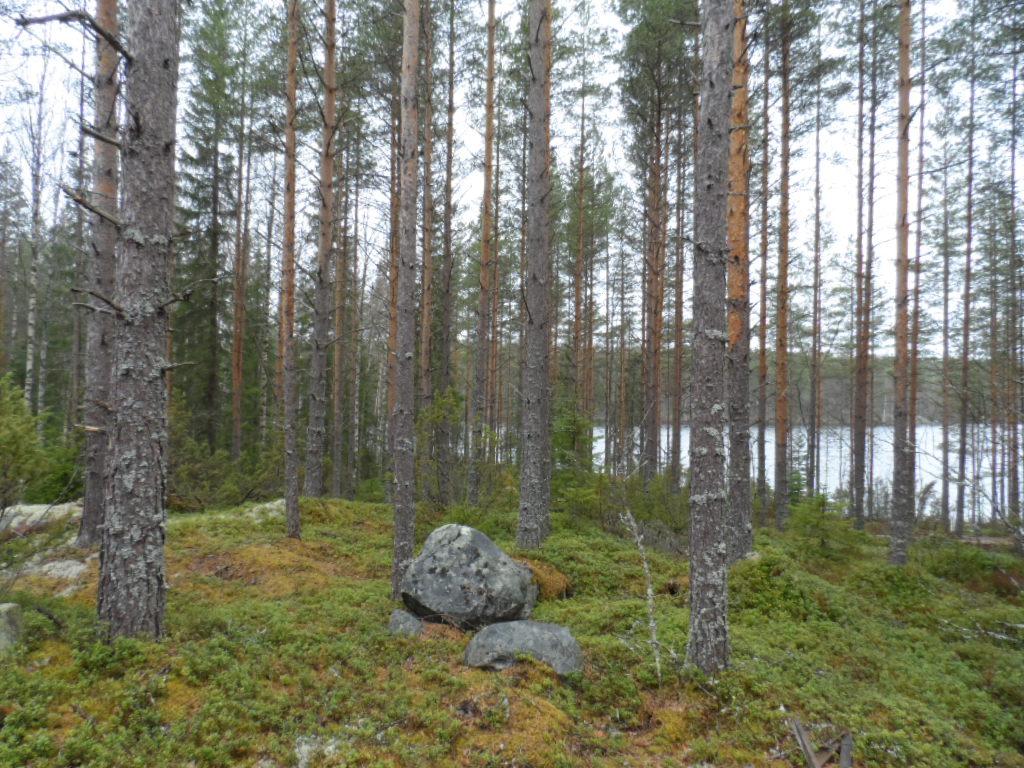 Havumetsä kasvaa loivassa rinteessä. Etualalla on kivenlohkareita ja taustalla häämöttää järvi.