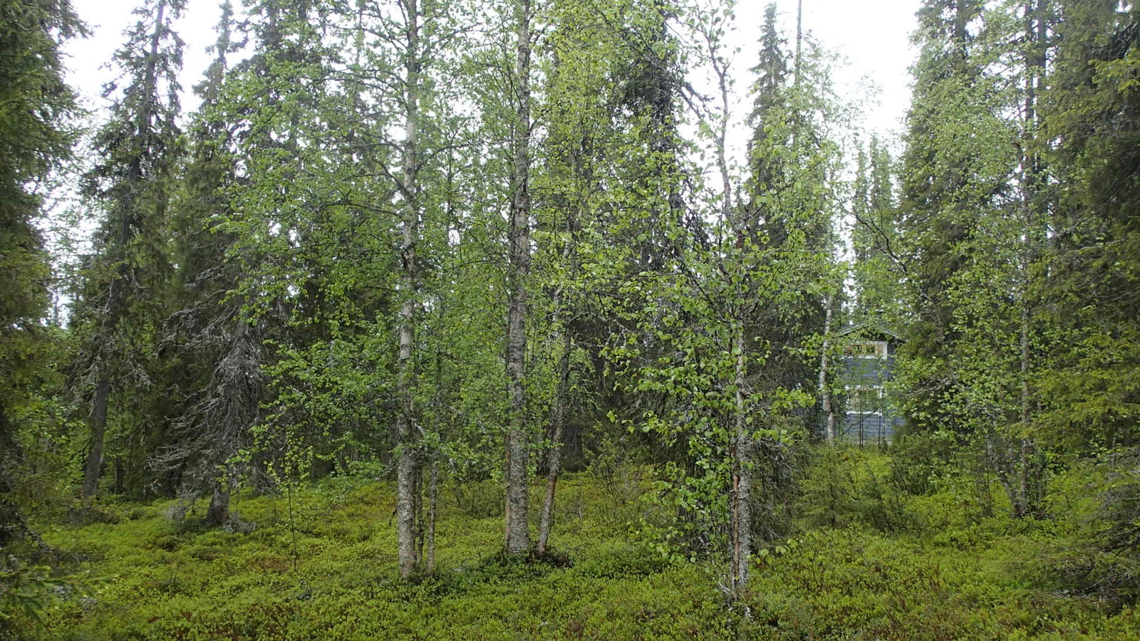 Kesäisessä metsässä kasvaa koivuja, kuusia ja katajia. Taustalla pilkottaa mökki.