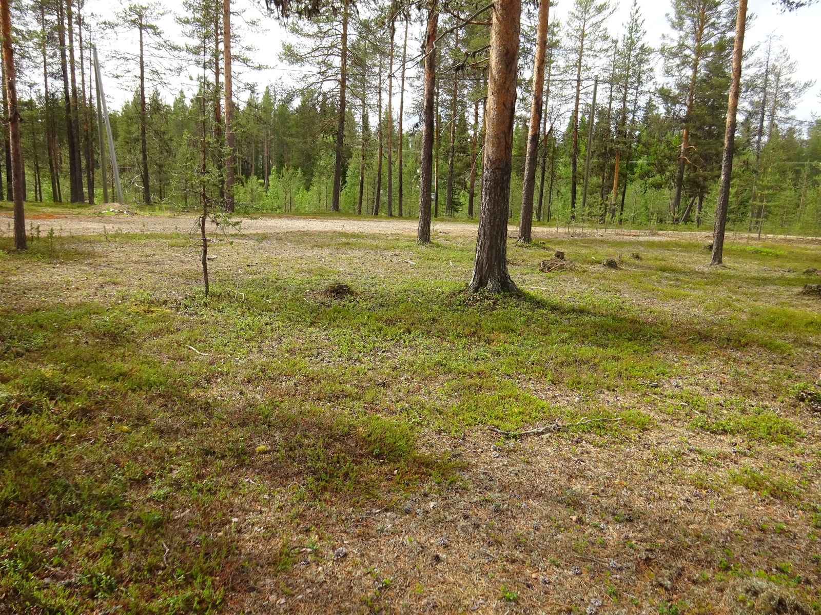 Avaran mäntykalkaan läpi kulkee tie.