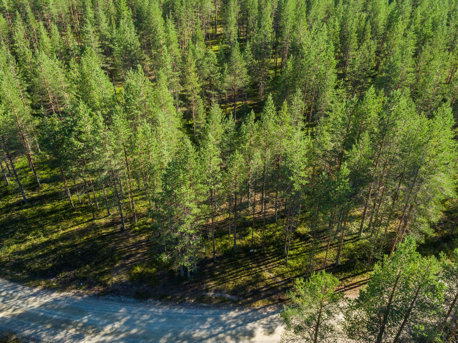 Aurinko paistaa hiekkatietä reunustavaan mäntymetsään ja luo maahan puiden varjoja. Ilmakuva.
