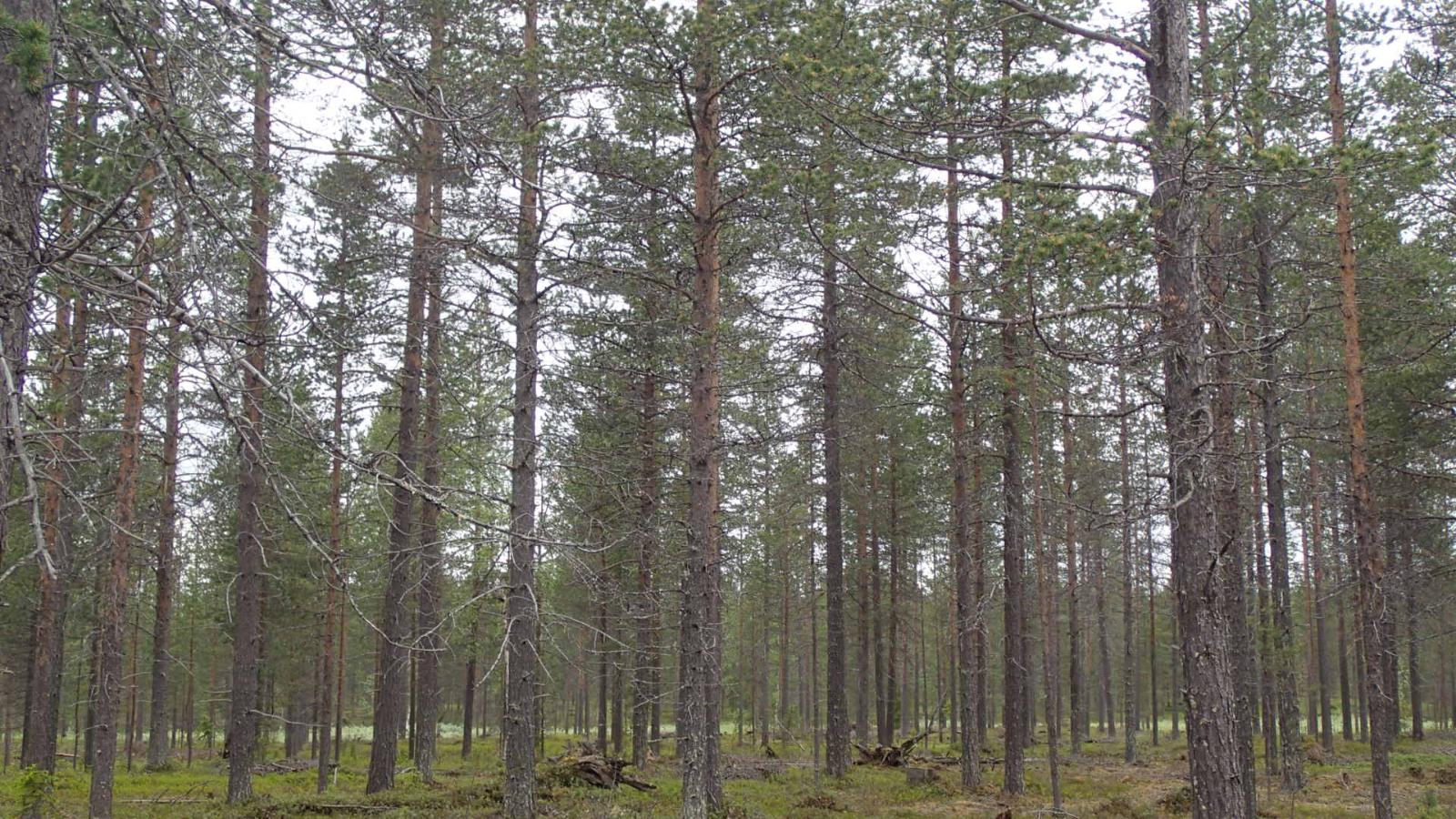 Mäntykangas.