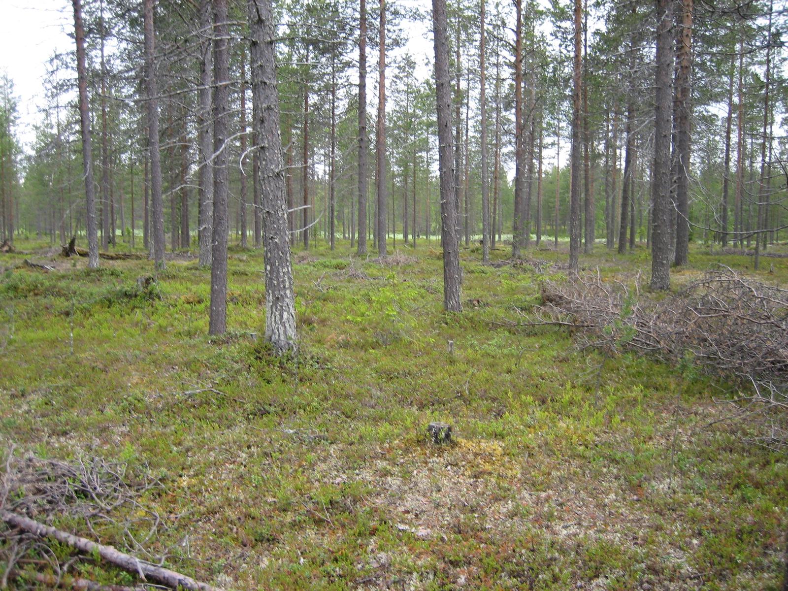 Kaatuneita puita mäntykankaalla.