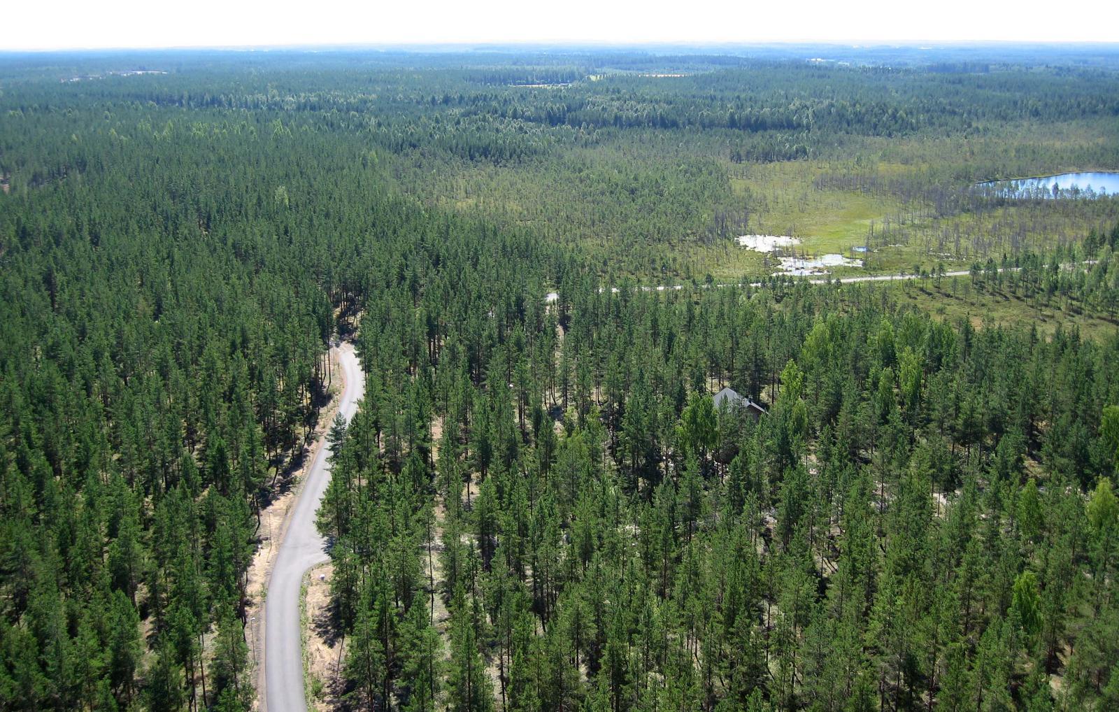 Tie kulkee mökeille avaran mäntymetsän ja suoalueiden läpi. Ilmakuva.