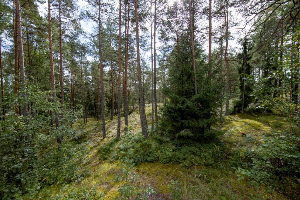 Kumpuileva mäntymetsän maasto.