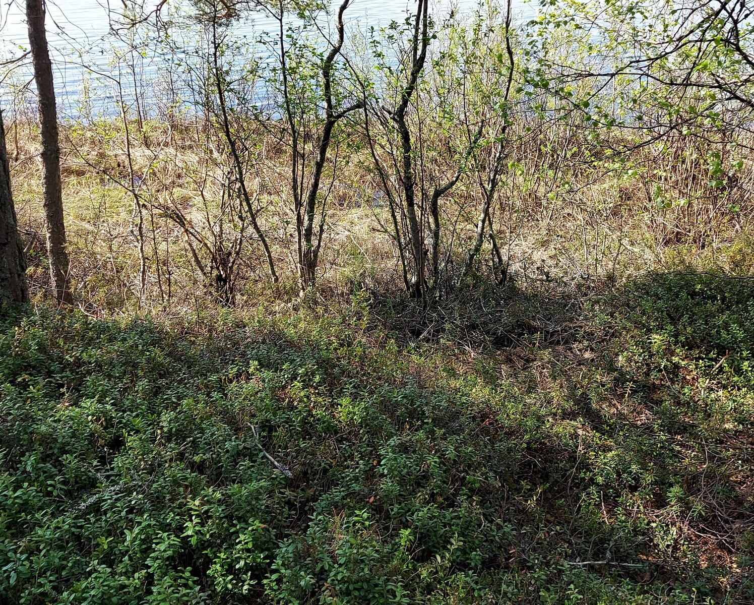 Järven ranta, jossa kasvaa puolukanvarpuja ja heinää rannassa