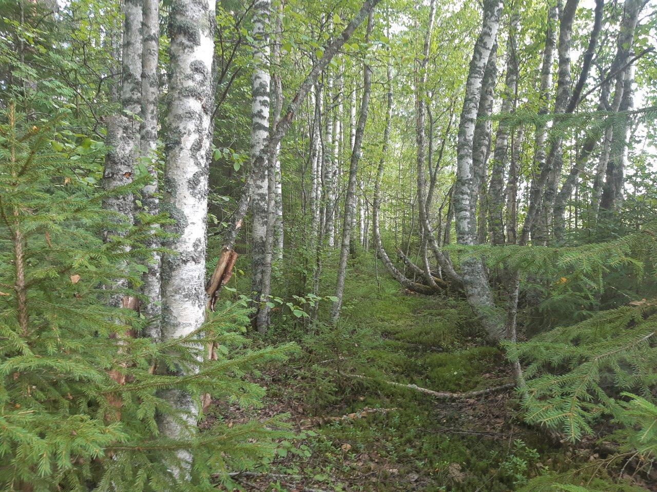 Rannan käppyrään kasvavia koivuja ja nuoria kuusia.