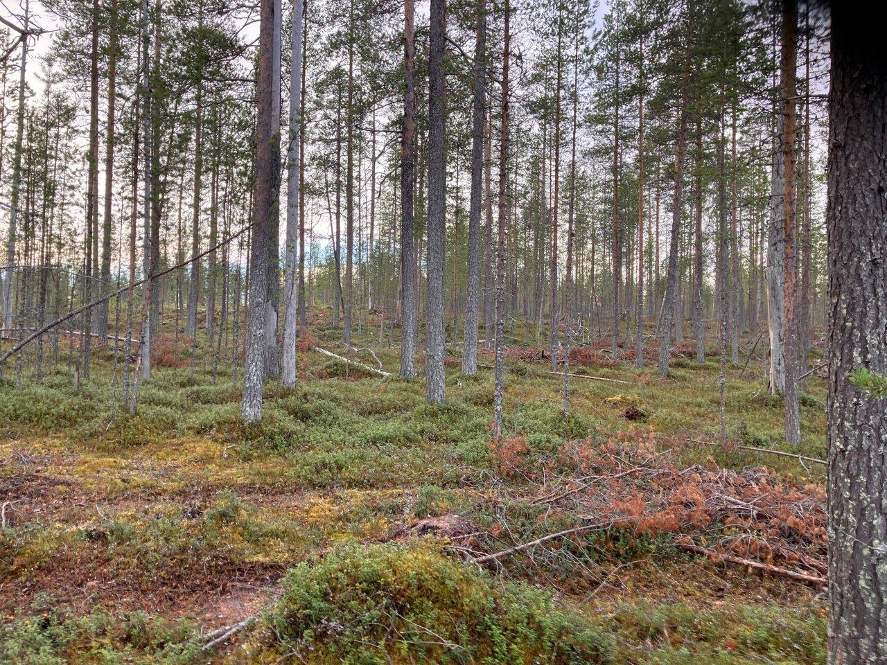 mäntymetsää