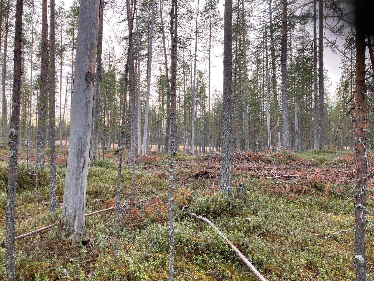 mäntymetsää