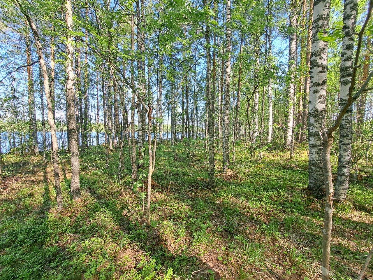 Koivuja kasvaa rannalla, puiden takaa pilkottaa järvi, aurinko paistaa.