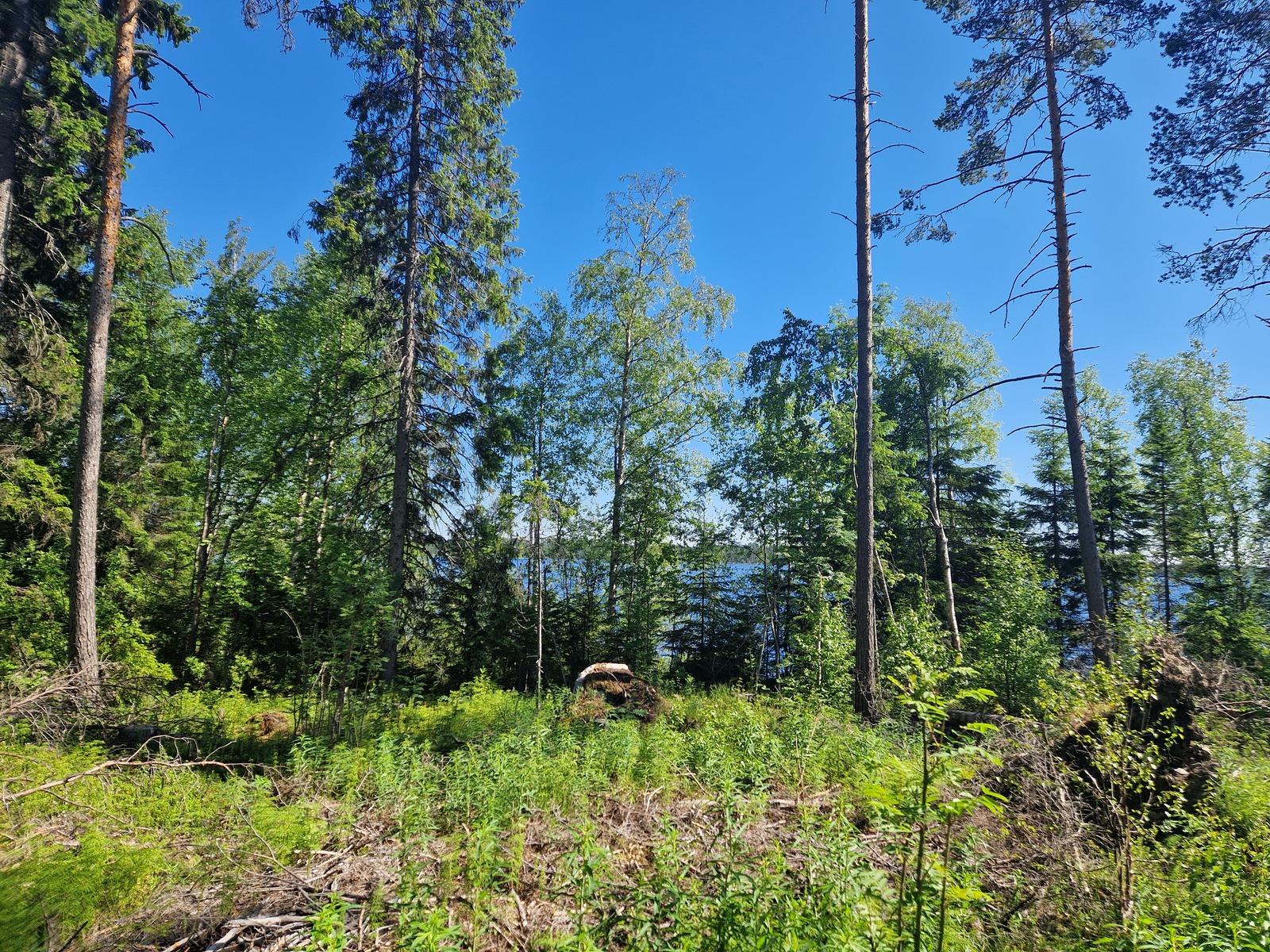 Rannan läheisyydessä kasvaa myös lehtipuita, jotka näkyvät kuvassa.