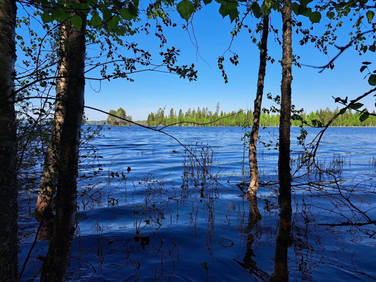 Rannan vesi on korkealla ja koivut kasvavat vedestä, järvi ja taivas on sininen.