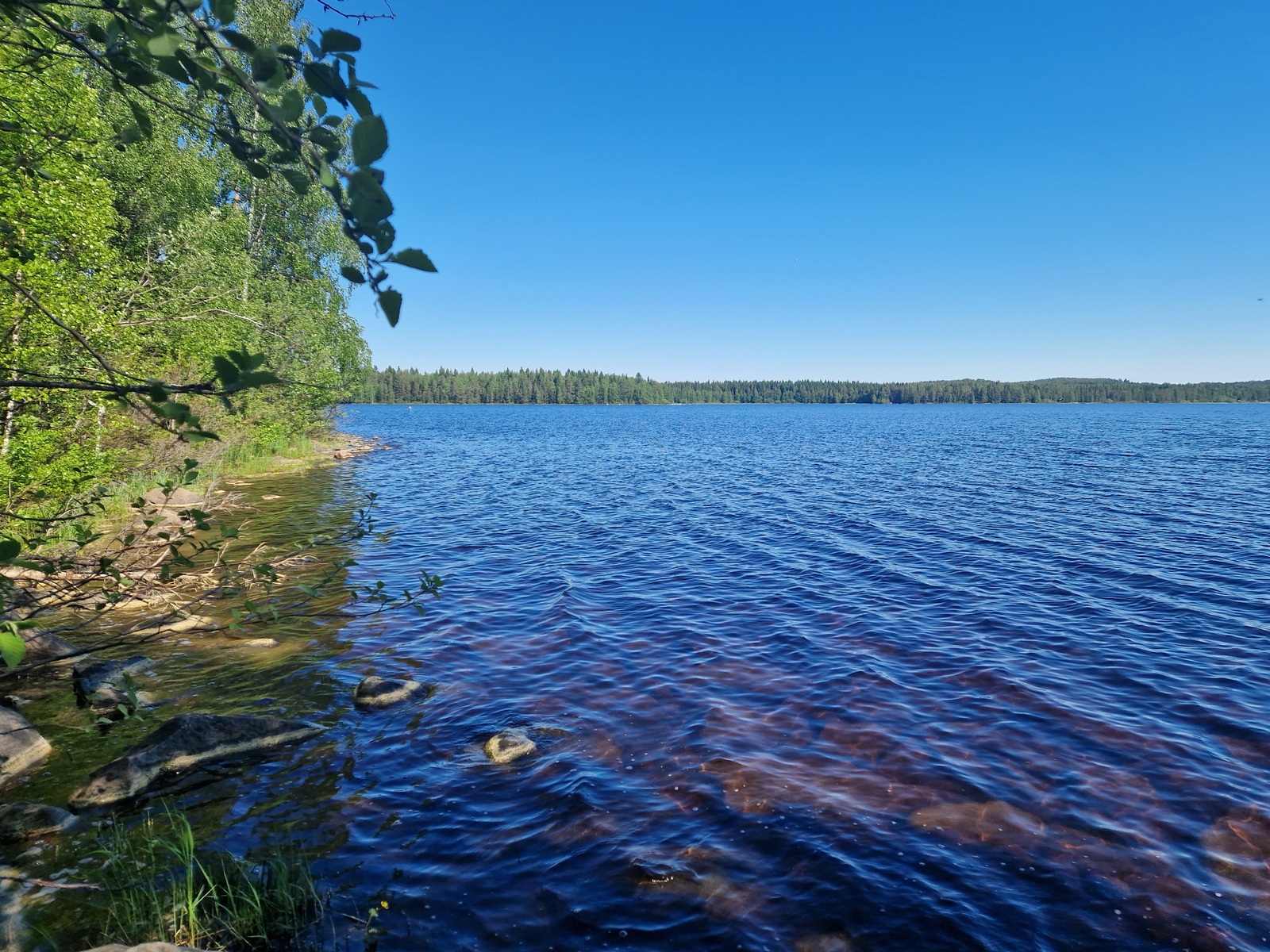 Järven ranta-aluetta, jossa kasvaa lehtipuuta.
