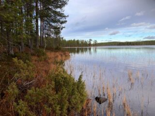 Järven rantaa