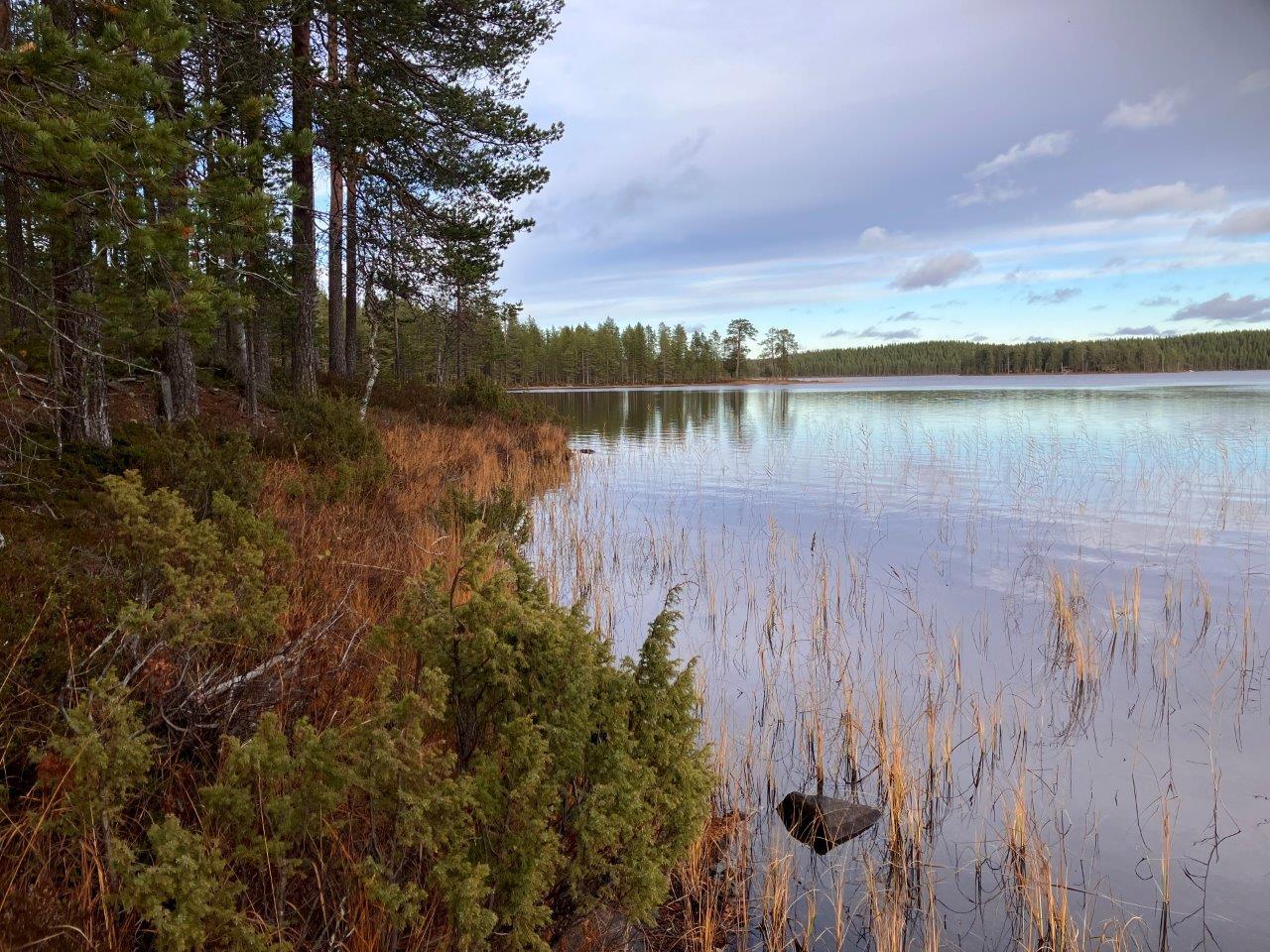 Järven rantaa