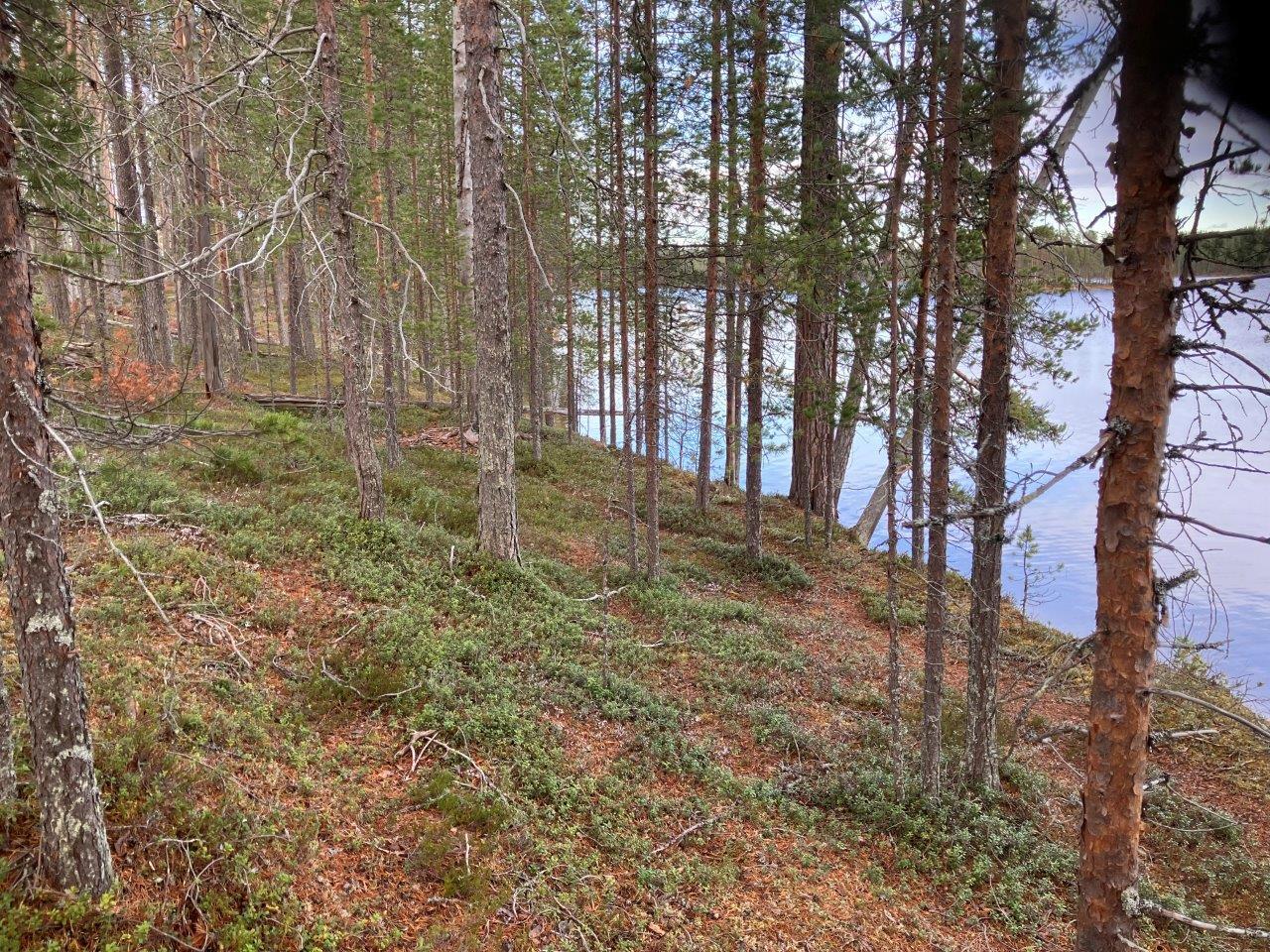 Mäntymetsää ja rantamaisemaa