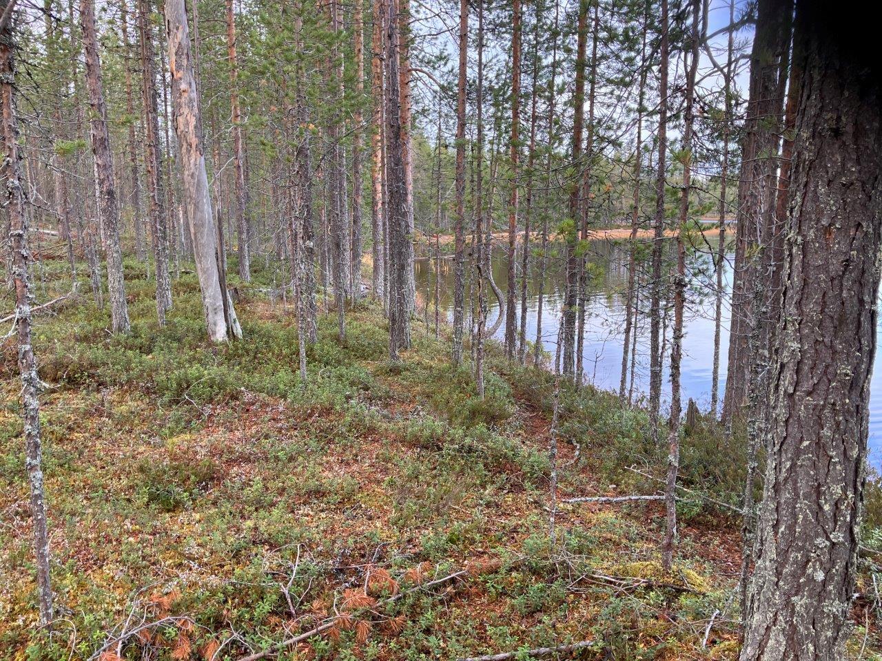 Järvenrantaa ja mäntymetsää
