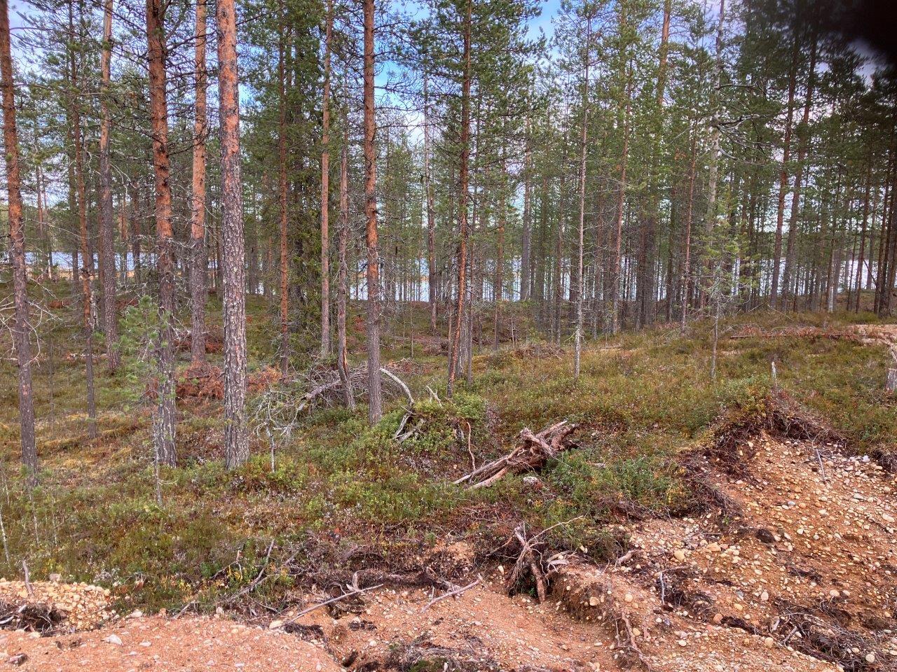 Järvenrantaa ja mäntymetsää