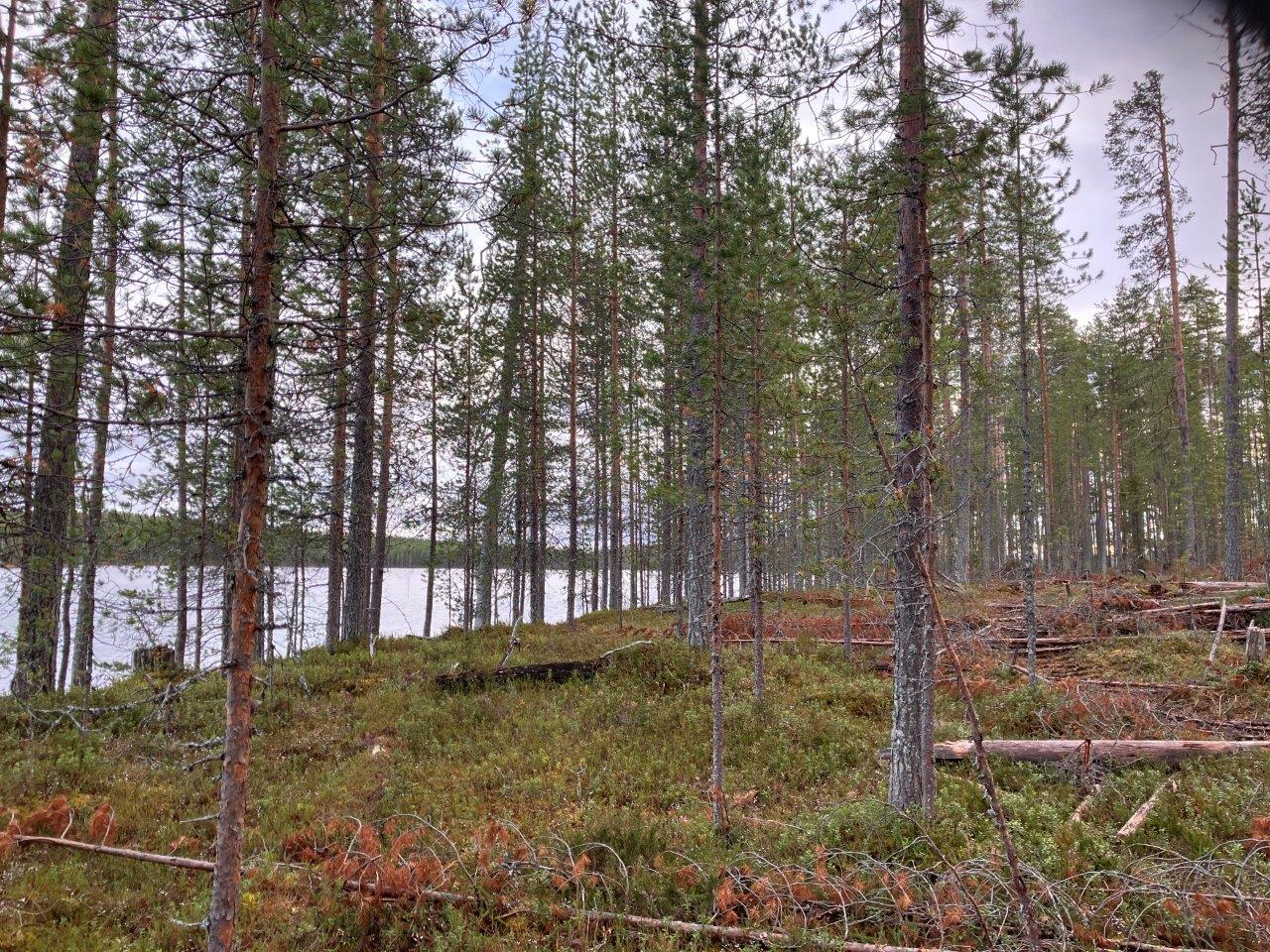 Järvenrantaa ja mäntymetsää