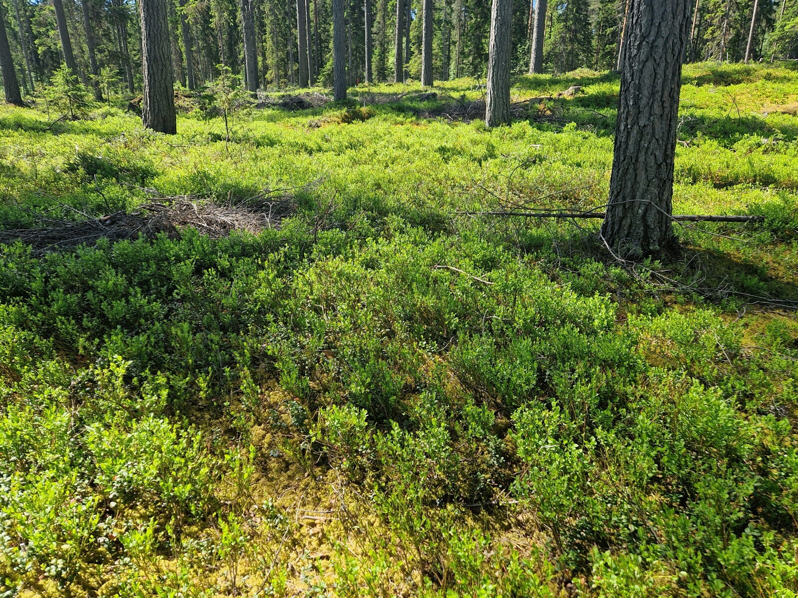 Tontin takamaastossa kasvaa mäntyä.