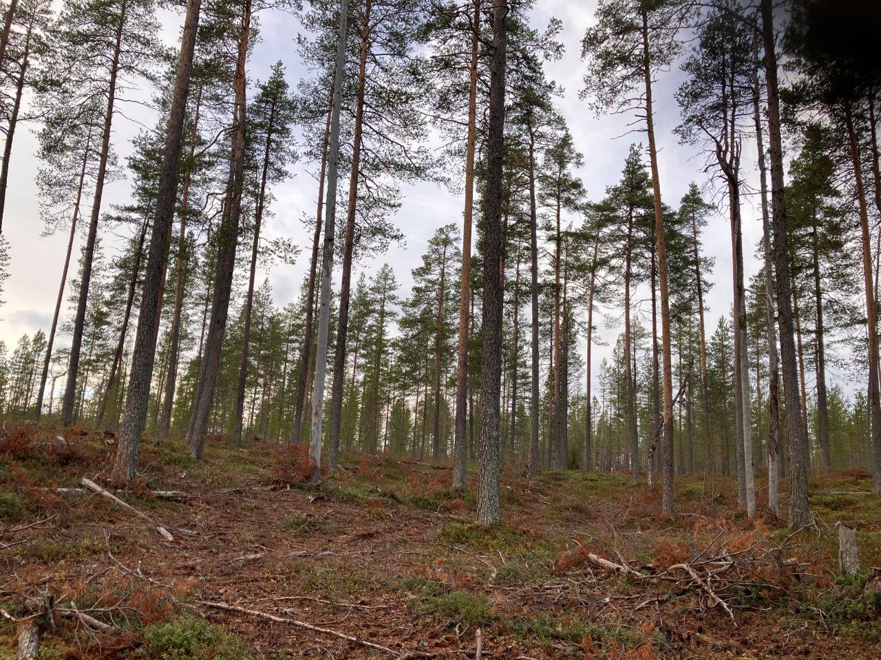 Mäntymetsää