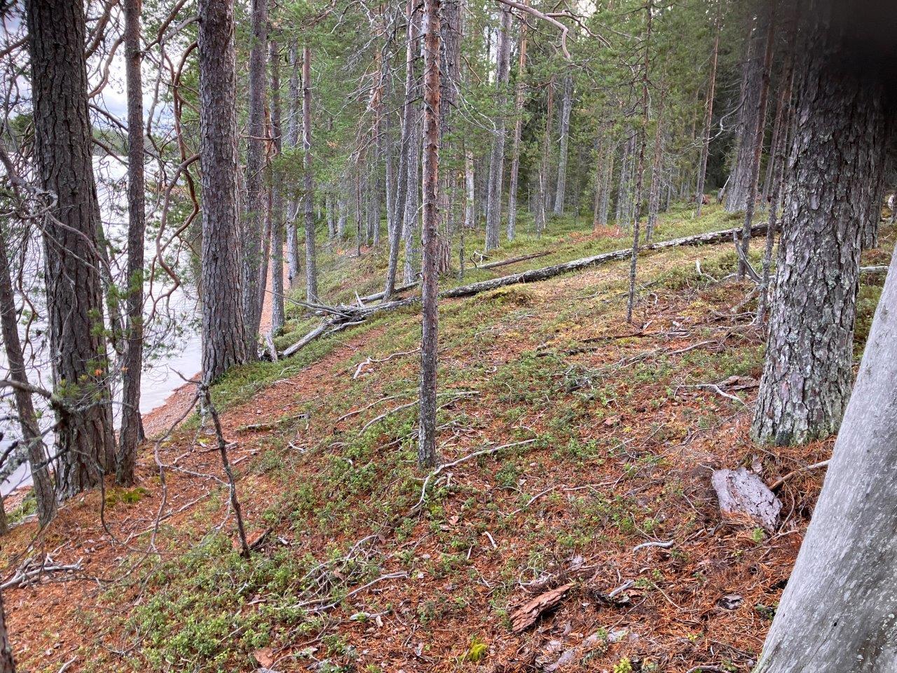 Mäntymetsää ja rantamaisemaa
