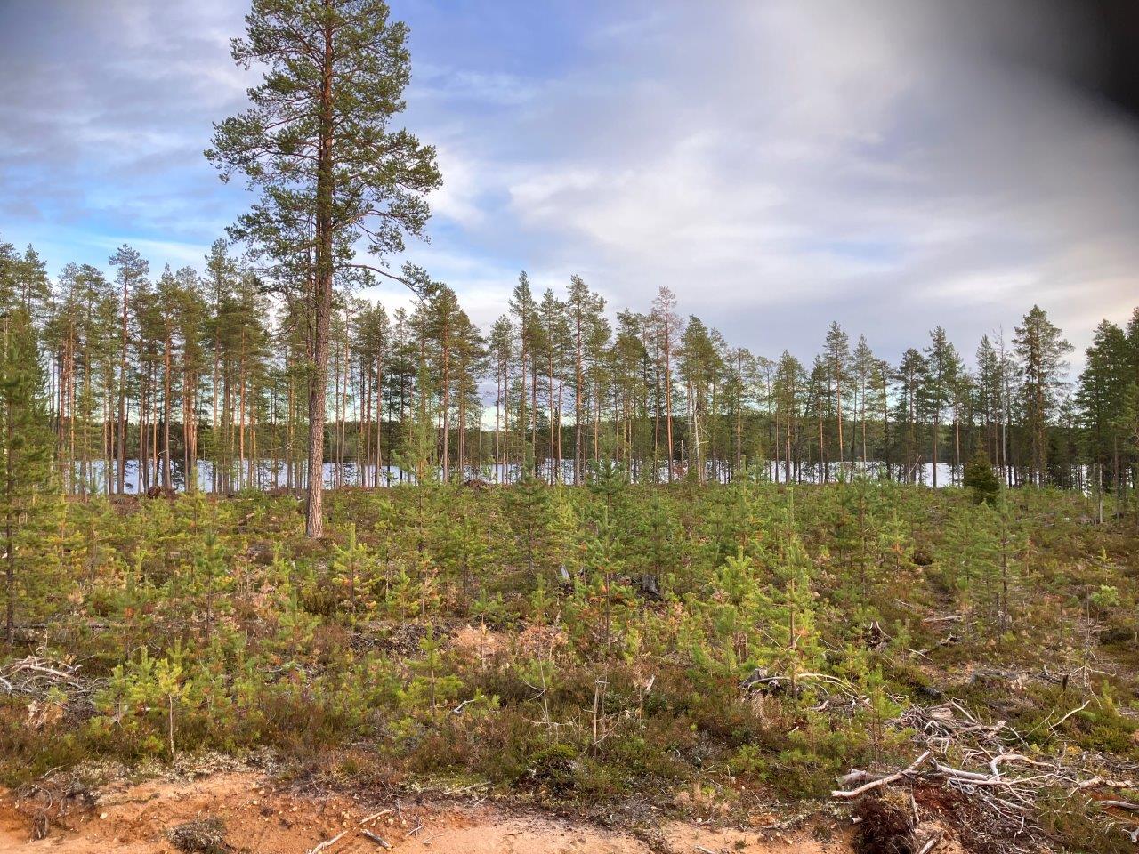 Mäntymetsää ja rantamaisemaa