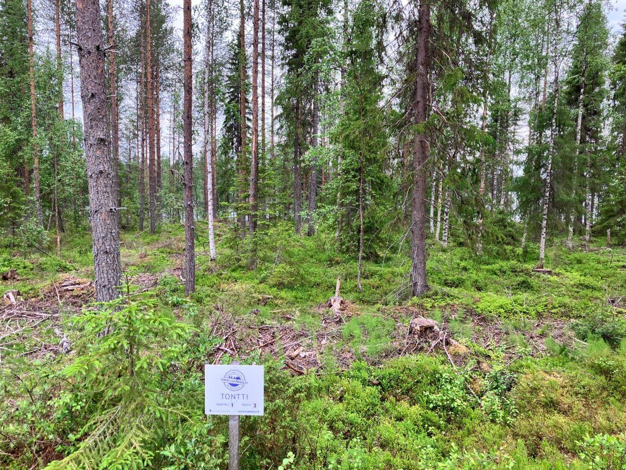 Mäntymetsämaisema
