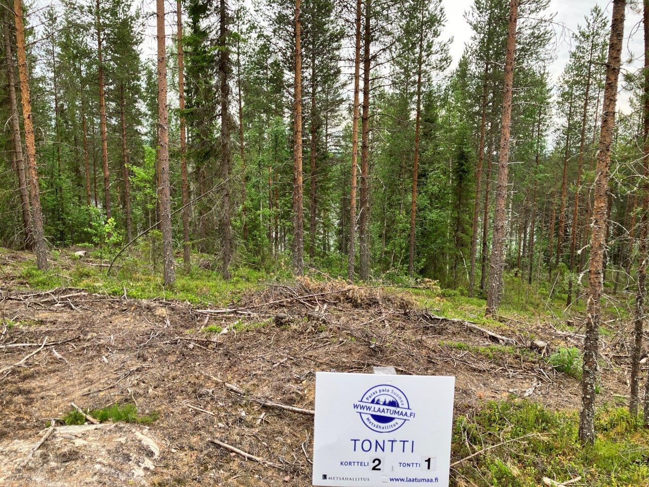 Mäntymetsää