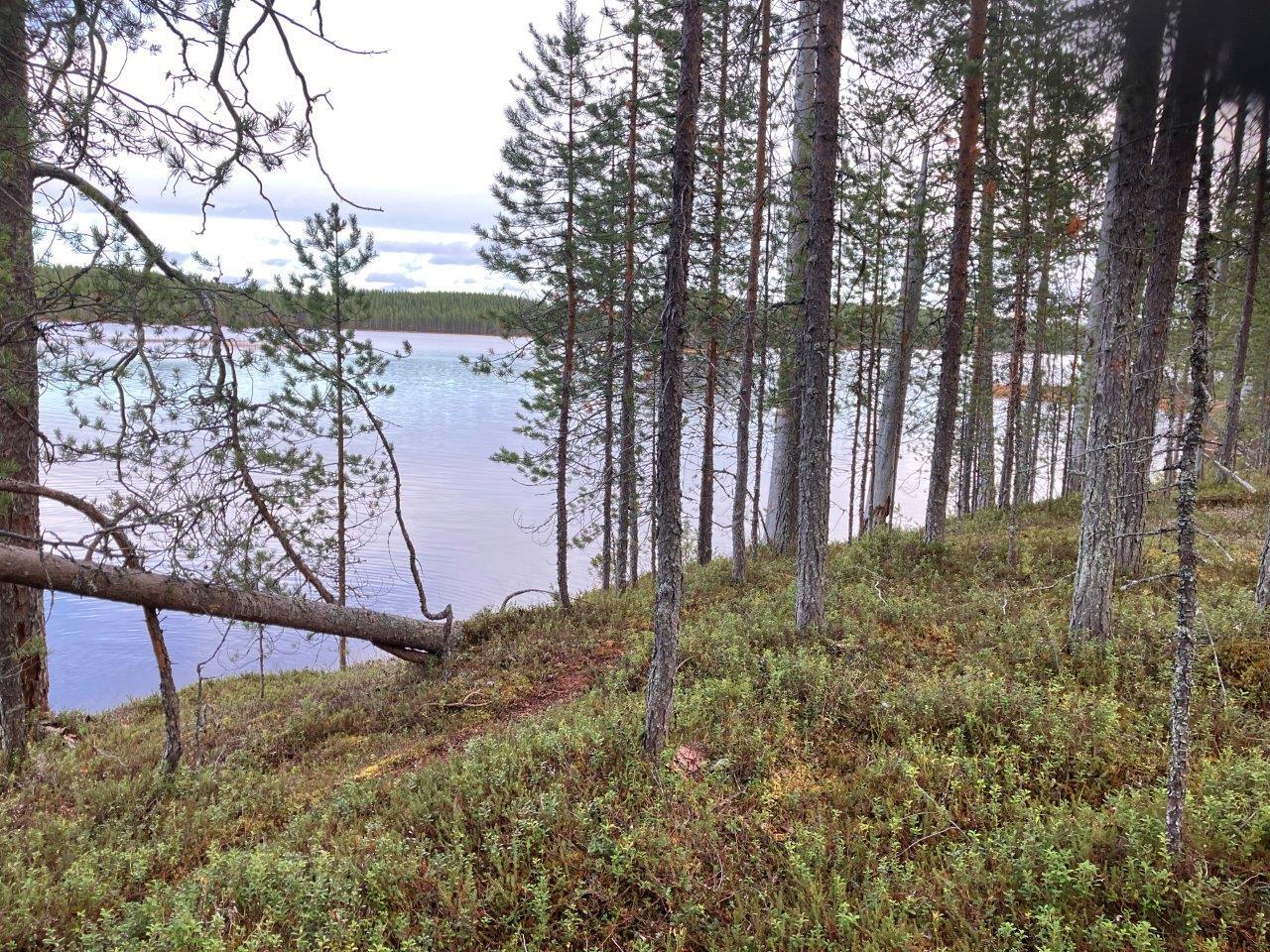 Järvenrantaa ja mäntymetsää