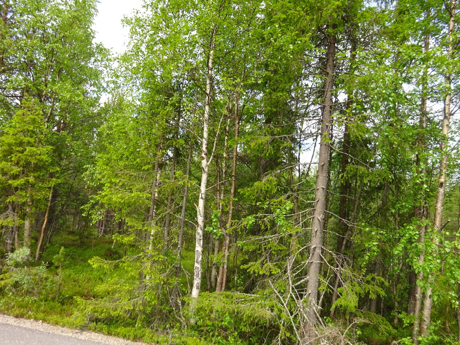Tietä reunustavassa sekametsässä kasvaa koivuja, kuusia ja mäntyjä.