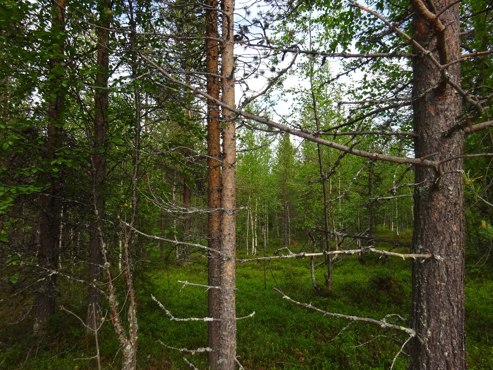 Kesäisessä sekametsässä kasvaa mäntyjä, kuusia ja koivuja. Etualalla on mäntyjen runkoja.