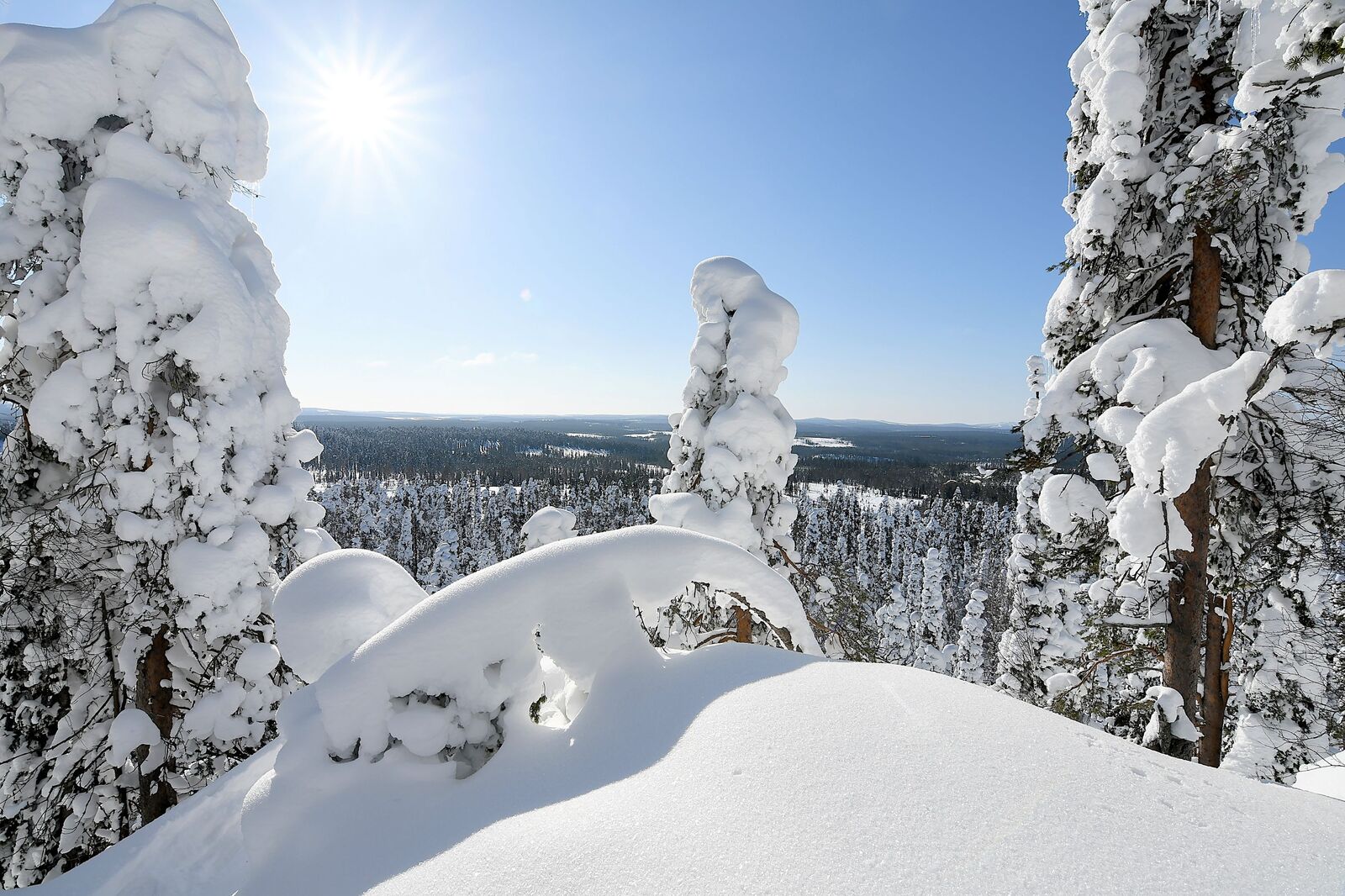 Aurinkoinen talvipäivä. Aurinko paistaa tykkylumipuiden välistä.