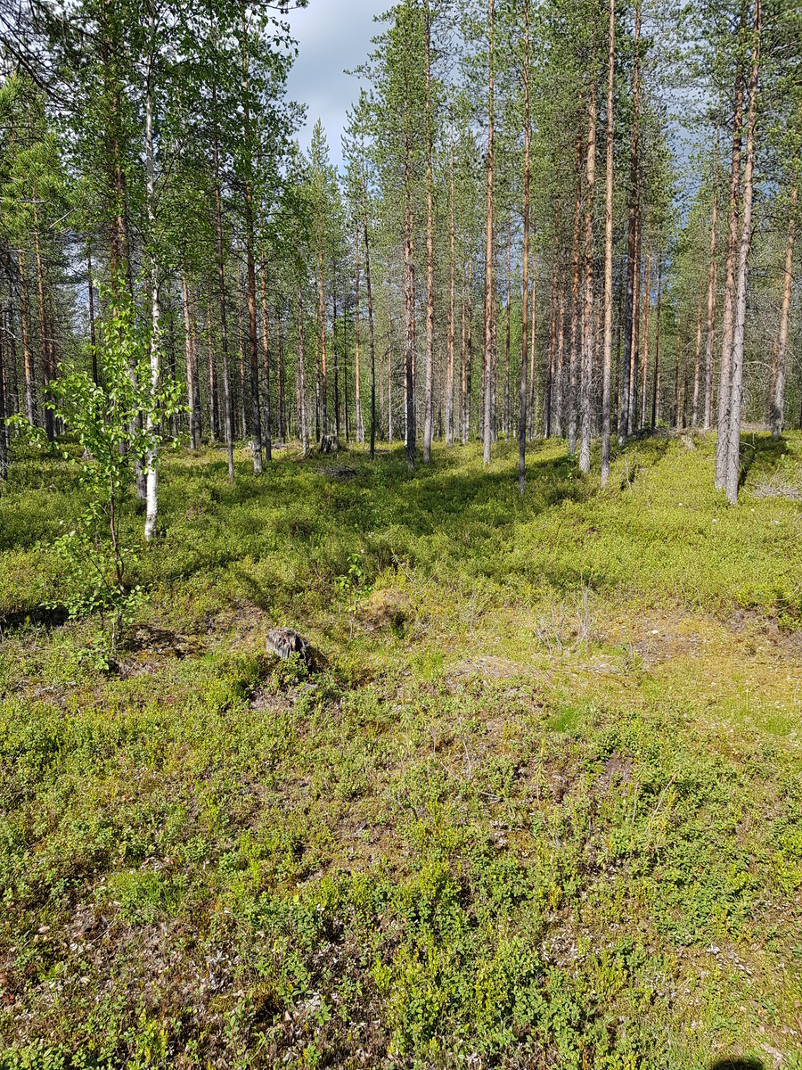Aurinko paistaa puuttomalle alueelle avaran sekametsän edustalla.
