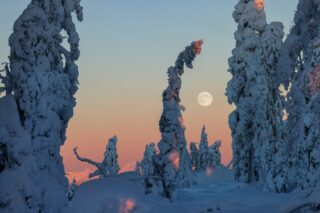 Kaamosajan auringonlaskun punertava hetki. Tykkylumpuiden välistä näkyy täysikuu.