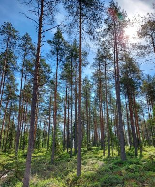 Tontti hyvässä rakennusmaastossa