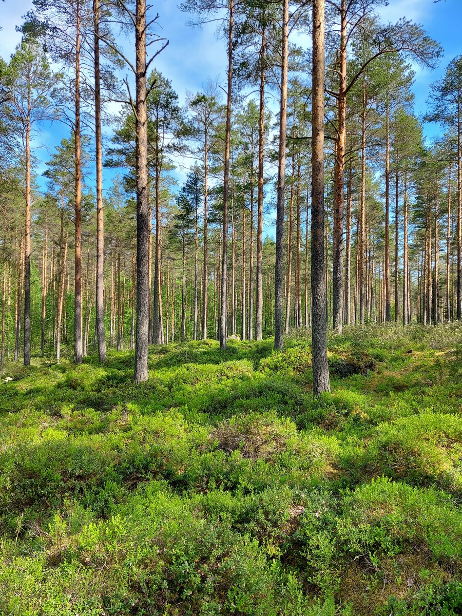 Kangasmetsää