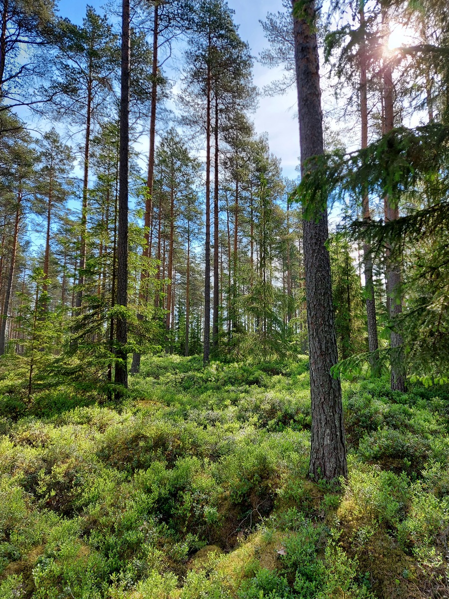 Kangasmetsää