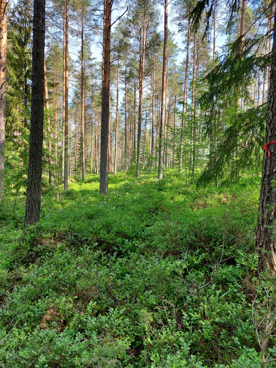 Kangasmetsää