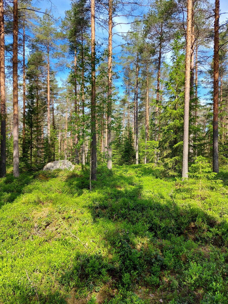 Kangasmetsää