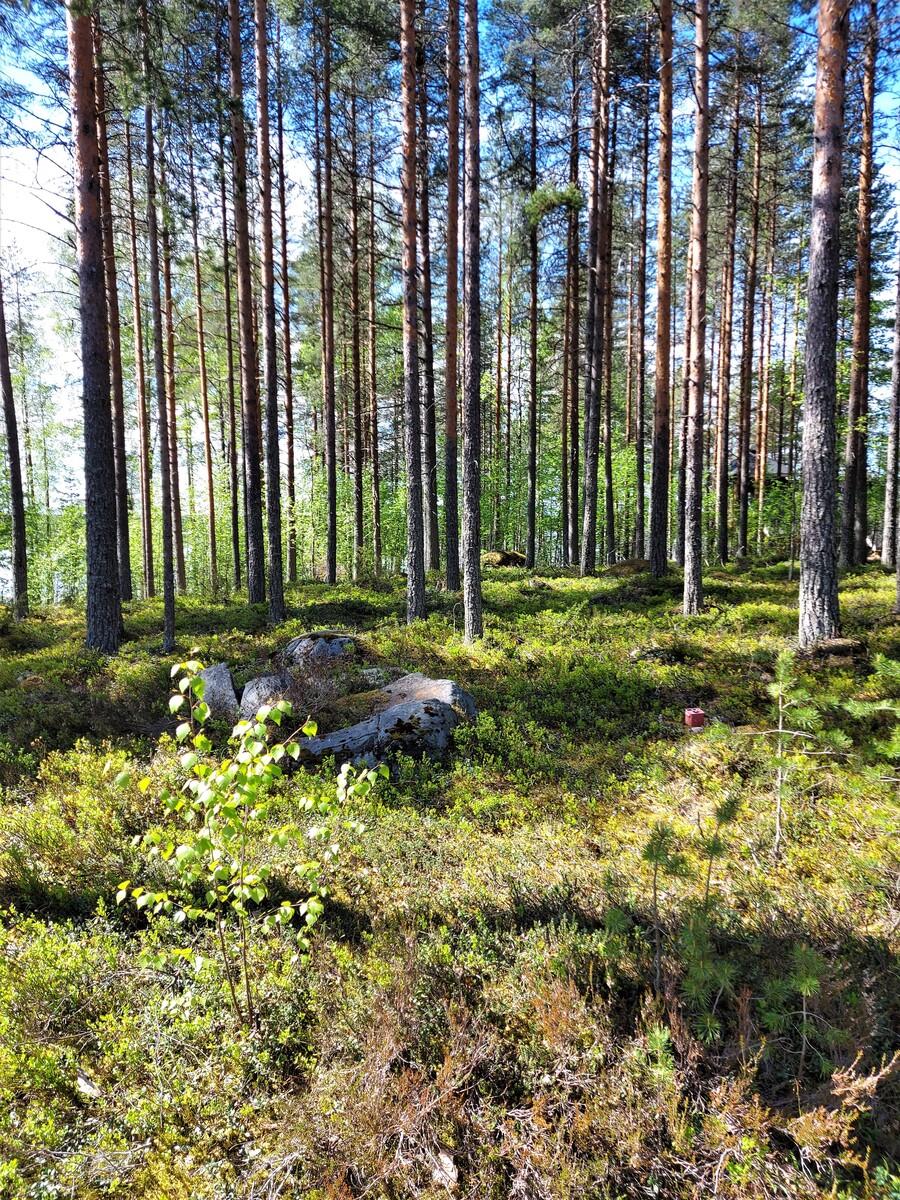 Kangasmetsää