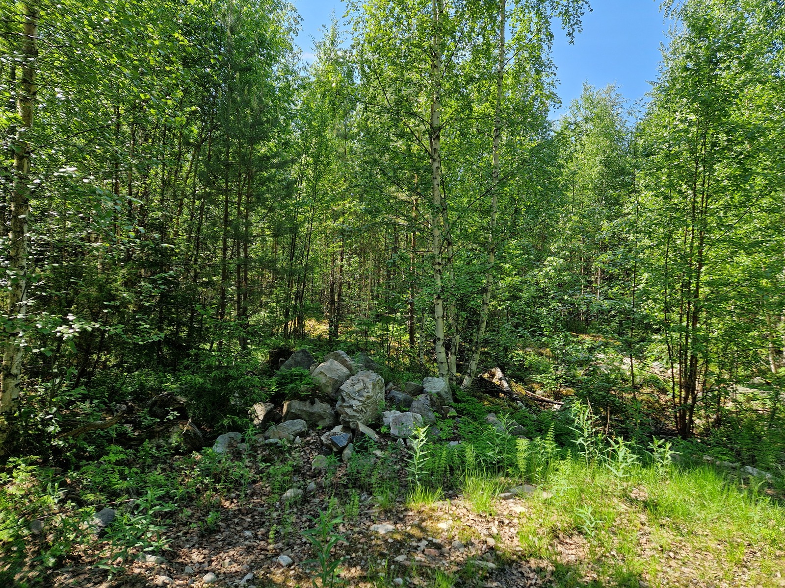 Kuvassa näkyy tontin ympäristöä, lehtipuita