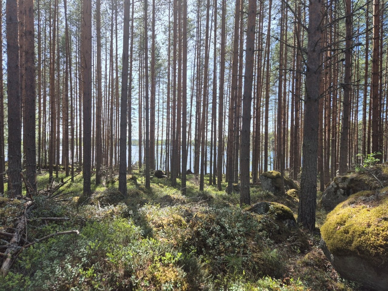 Aurinko paistaa järveltä mäntypuuvaltaiseen metsään. Maassa on paljon sammalten peittämiä kiviä.