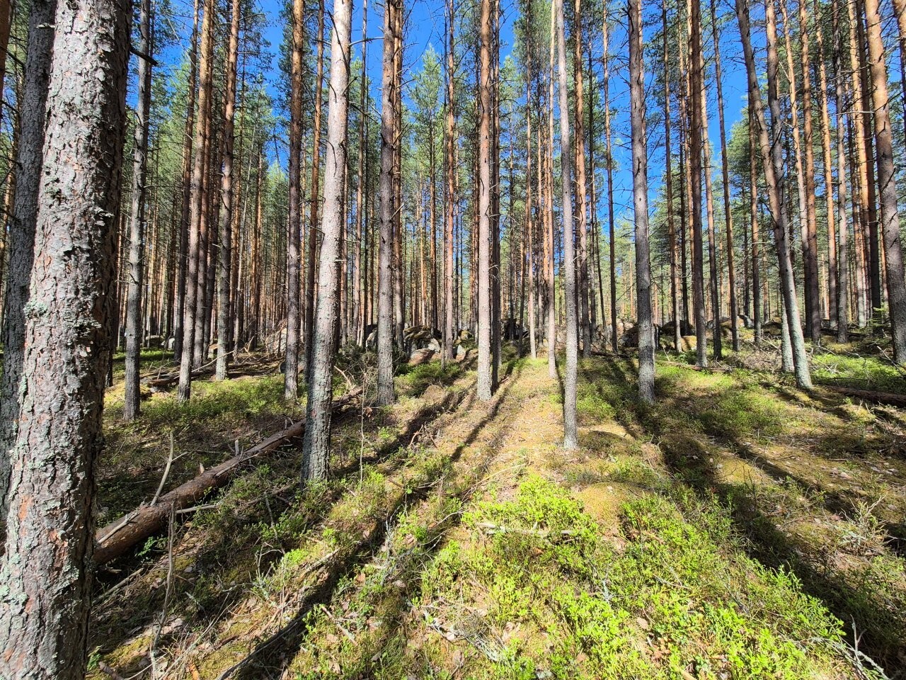 Auringossa kylpevää mäntyvaltaista metsää. Metsässä erottuu isoja sammalten peittämiä kiviä.