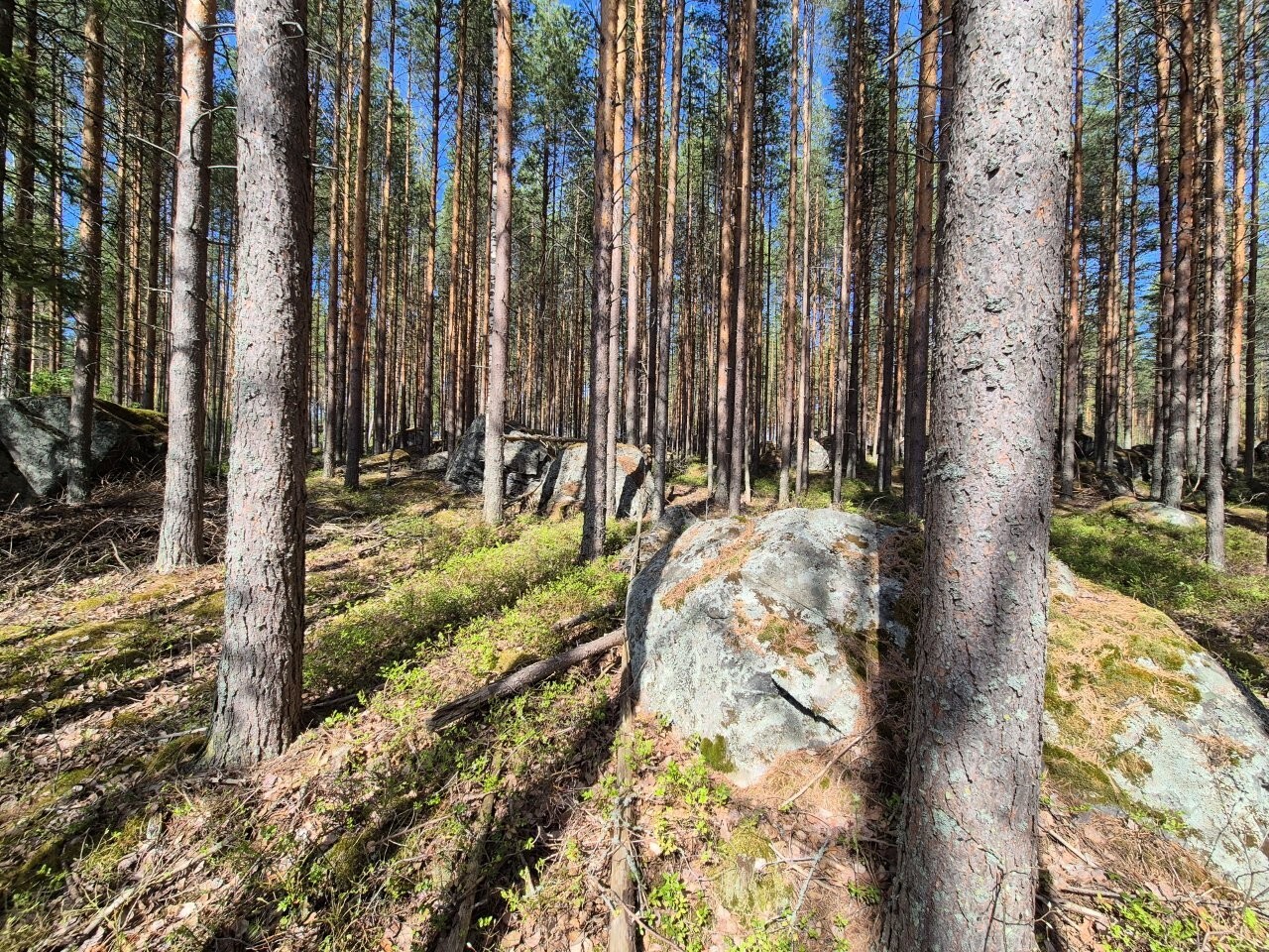 Auringossa kylpevää mäntyvaltaista metsää. Metsässä erottuu isoja sammalten peittämiä kiviä.