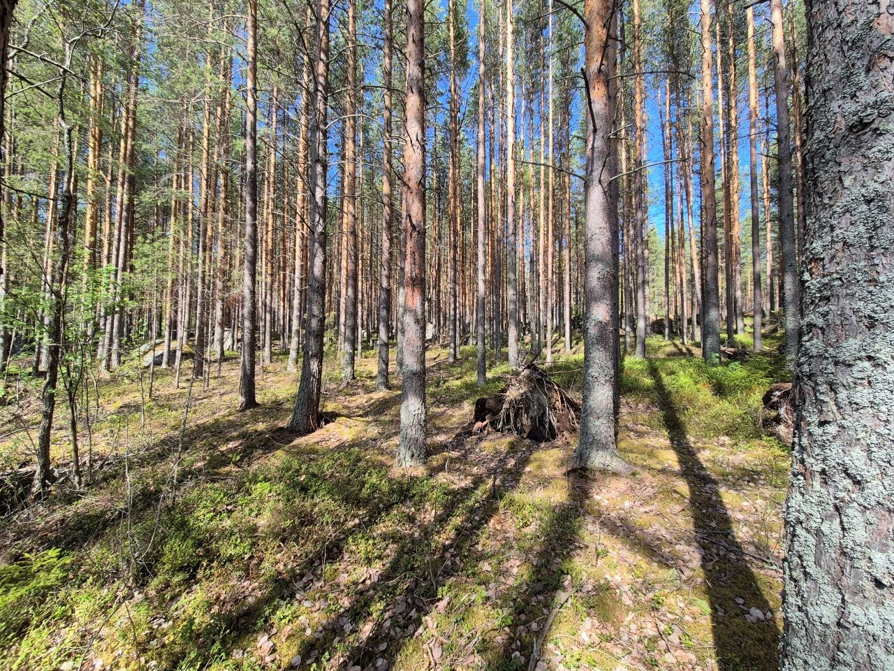 Auringossa kylpevää mäntyvaltaista metsää. Metsässä erottuu isoja sammalten peittämiä kiviä.
