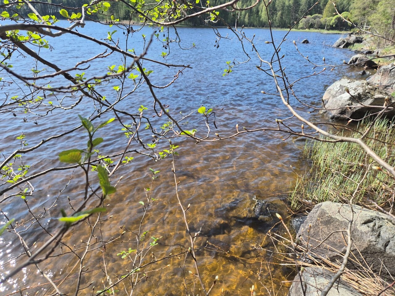 Kirkkaasta rantavedestä voi erottaa, että järven pohjassa on hiekkaa.