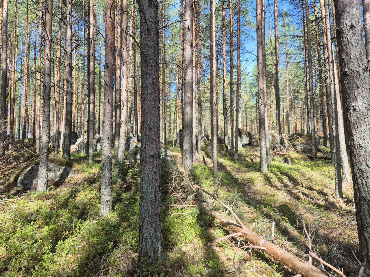 Auringossa kylpevää mäntyvaltaista metsää. Metsässä erottuu isoja sammalten peittämiä kiviä.