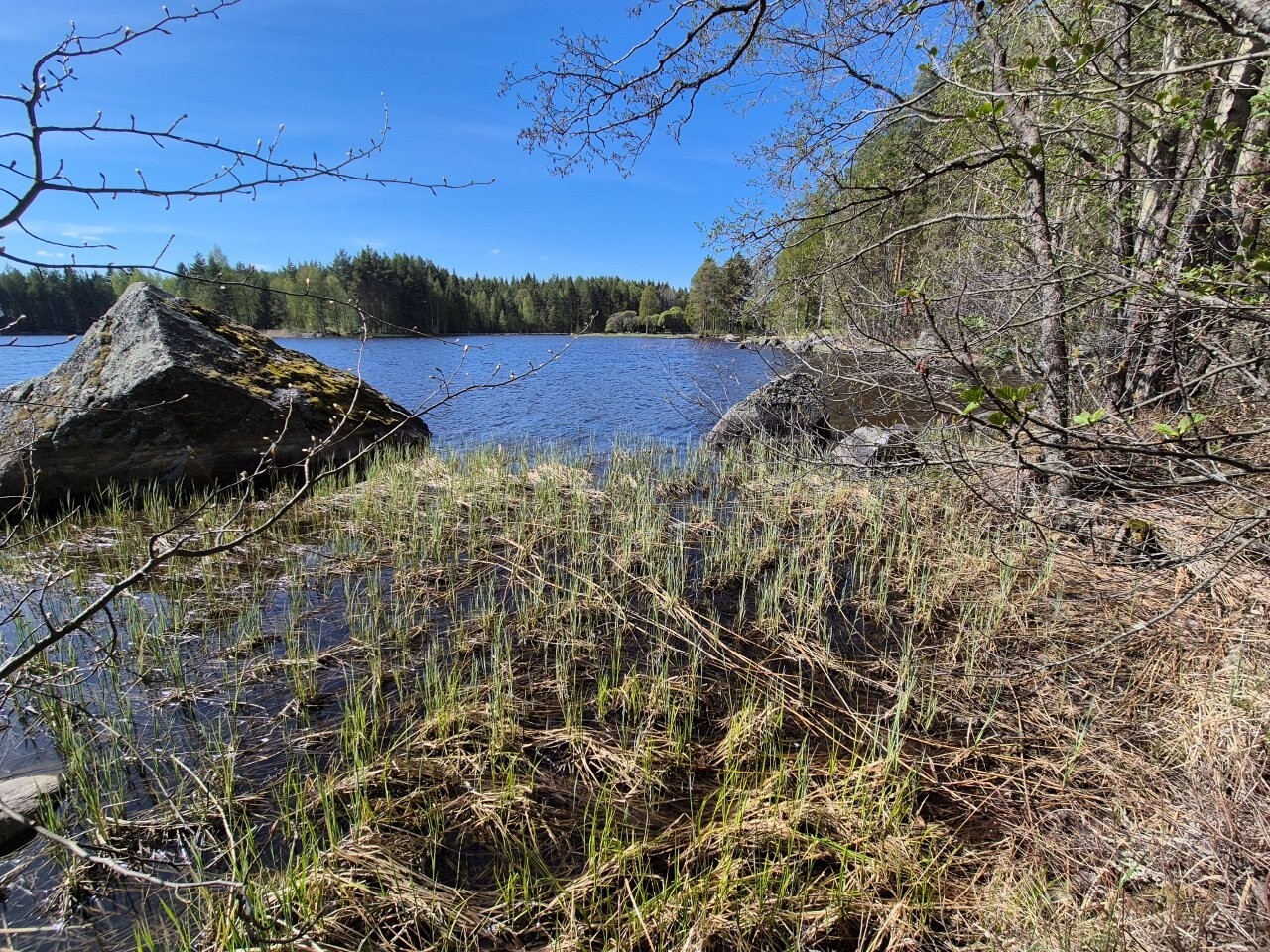 Rantavedessä on ruovikkoa sekä iso kivenlohkare.
