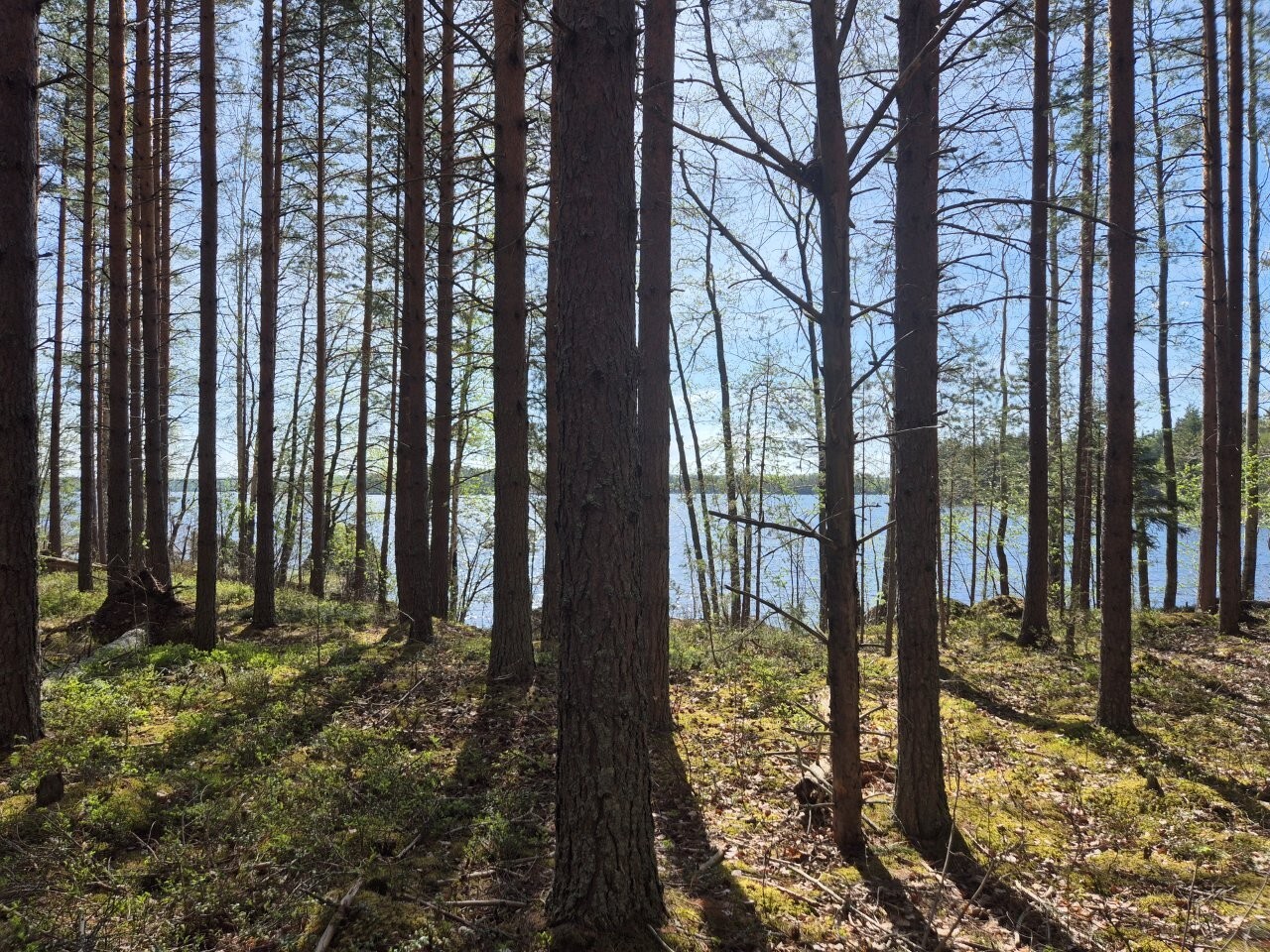 Aurinko paistaa järveltä mäntypuuvaltaiseen metsään. Järvi näkyy puiden takana.